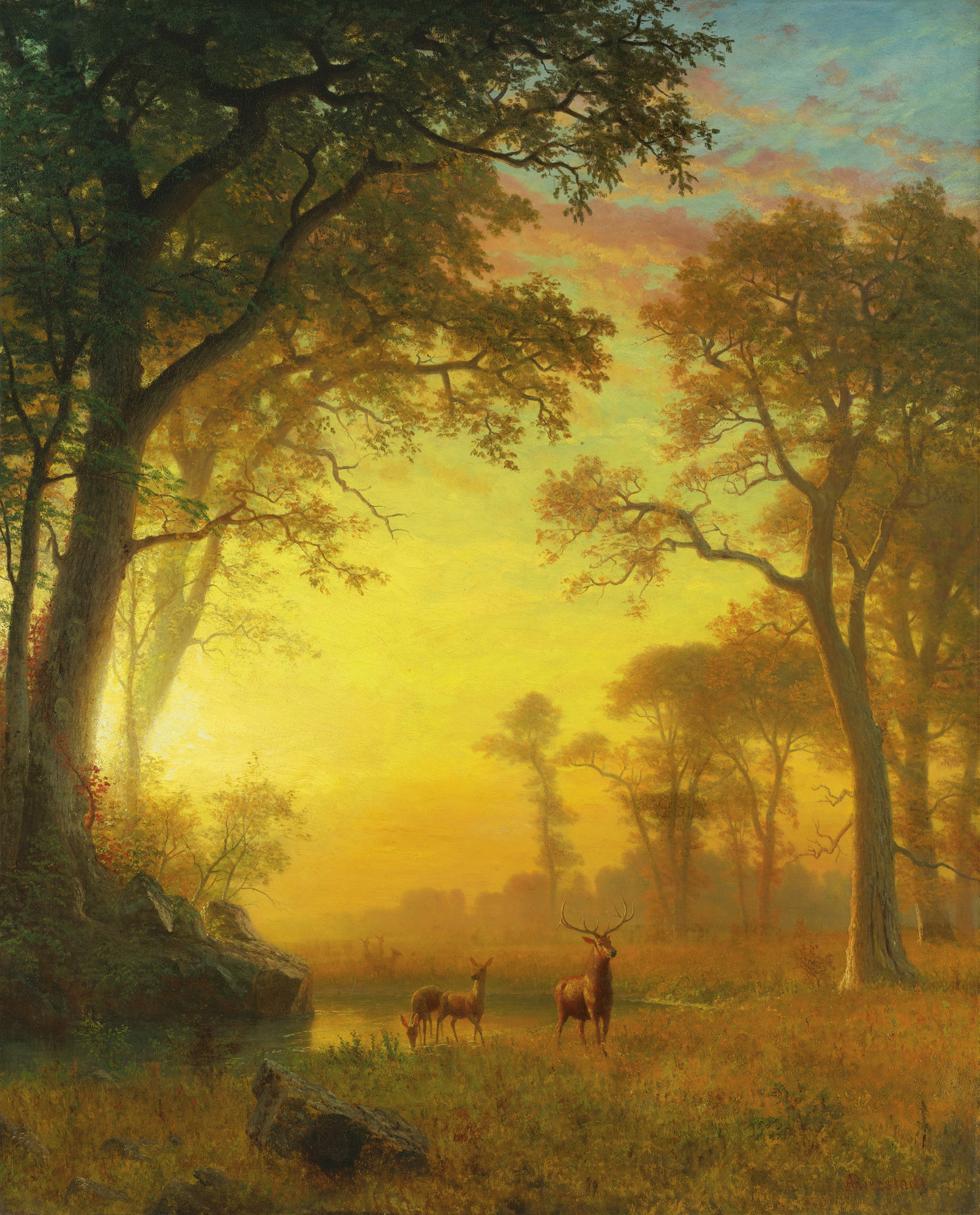 light in the forest